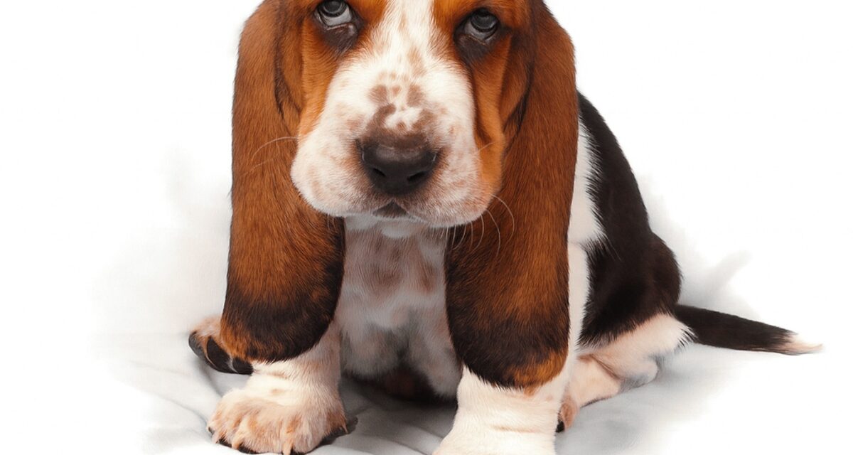 Dog Mag